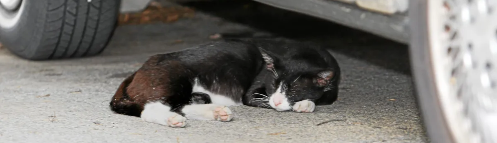 Second Chance Cat Rescue