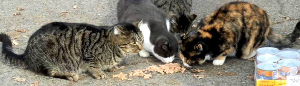 Second Chance Cat Rescue